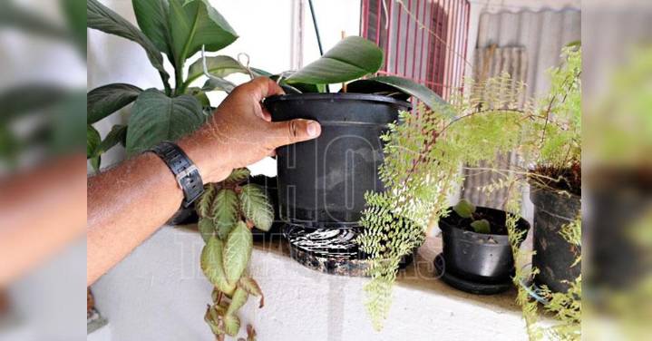 Gobierno de Beto Granados exhorta a prevenir el dengue desde casa