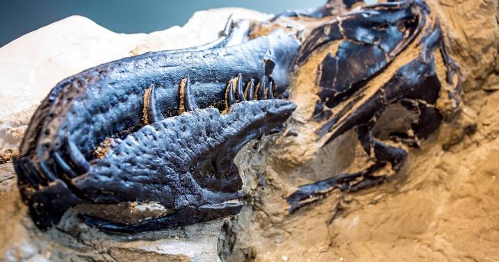 Young T. rex or a new dinosaur? New bones add to the debate