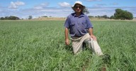 Tropical grasses are a great tool to beat the weeds