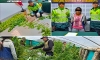 Comisaría PNP Antabamba comisa plantaciones ilegales de marihuana en el caserío de Ticya