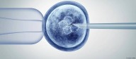 Científicos crean por primera vez óvulos funcionales a partir de células de piel humana