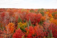 Michigan’s fall color is racing southward fast; These areas will peak next