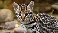 “Huellita rompe récords: ocelotes silvestres de Misiones viven hasta 19 años, mucho más de lo esperado”