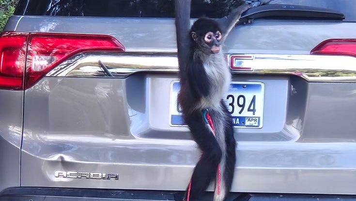 A SC monkey was on the run when coffee called her name. Watch the video