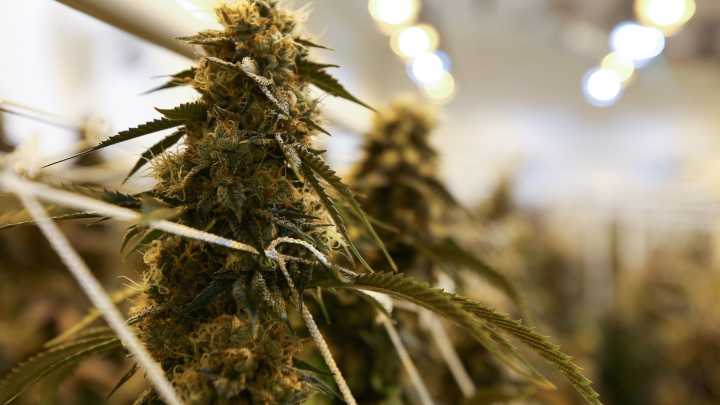 Florida inmate’s ruling curbs car searches for marijuana