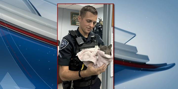 Rescued kitten in Live Oak finds new home