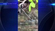 Crocodile found in Key Largo with spear lodged in head rescued, taken to Zoo Miami for care