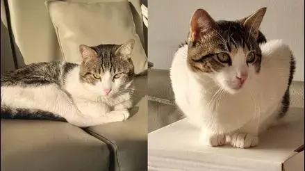 San Miguel: familia pide ayuda para encontrar a gatito Hans