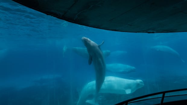 This Newfoundland town wants to give Marineland's belugas a new home