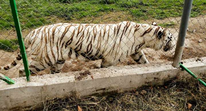 Encuentran muerto al tigre de bengala que escapó de zoológico tras las fuertes lluvias en Puebla