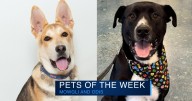 Pets of week Mowgli and Odis are looking for their forever homes