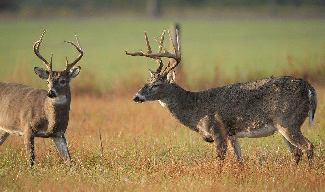 Chronic Wasting Disease confirmed in Prentiss County; wildlife officials urge hunters to test deer
