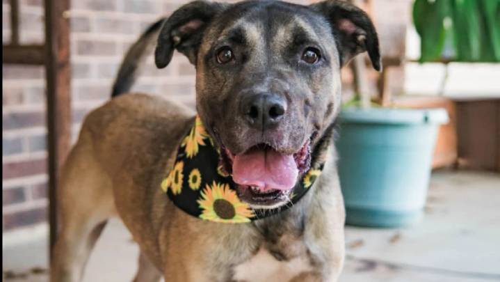 Bixby Animal Rescue Network hopes to find forever home for playful pup Hannah