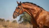 Mythos, sede de la cita final para la valoración de sementales lusitanos en Madrid