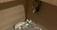 'Rats jump out of our cupboards - my kids are scared to use the bathroom'