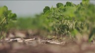 Gov. Walz, MN ag leaders touch on Trump's promised farmer bailout