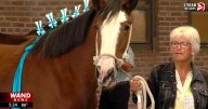 World Clydesdale Show ramps up at State Fairgrounds