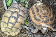 2 Critically Endangered Tortoises Were Stolen from Indianapolis Zoo