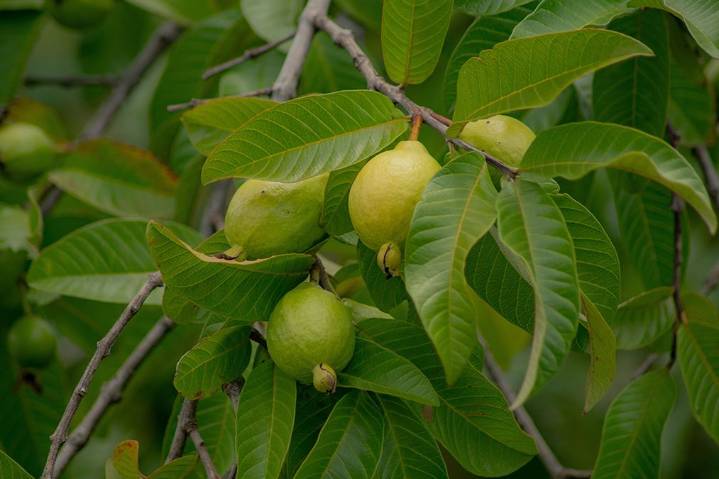 No pills, just leaves—how guava is rewriting the rules of natural detox