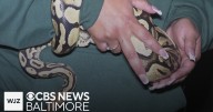 Family’s missing pet python found more than 50 miles away at In