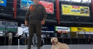 Un año de éxito: Axel, el perro antidrogas que se ha vuelto famoso en la Terminal de Manizales
