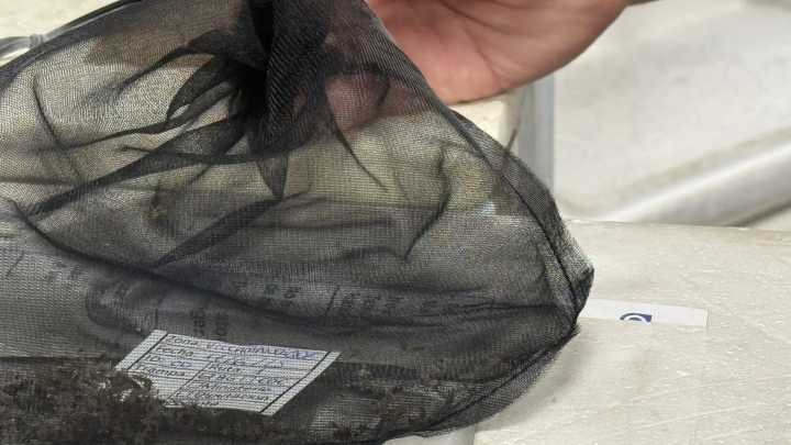Declarada área en alerta Coria del Río por la circulación del virus del Nilo en mosquitos