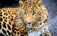 South Kashmir: Leopard Kills Six