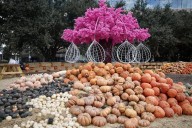 Check out these 7 pumpkin patches and ...