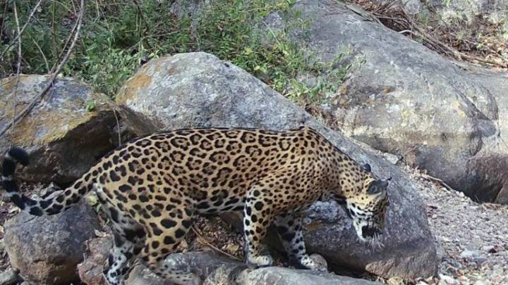 La población de jaguar creció un 10 por ciento en Sinaloa, revela censo