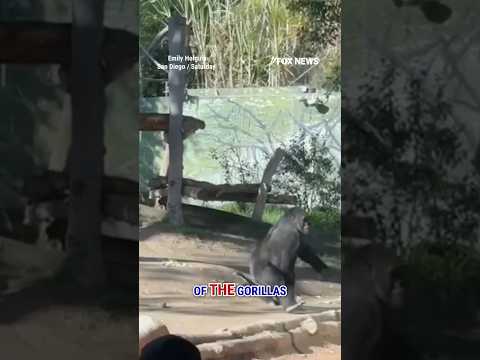 WATCH: Gorilla CRACKS GLASS at San Diego zoo #shorts #zoo #gorilla #foxnews #news #sandiego #animal