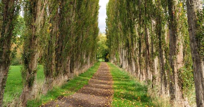 The south Manchester walk ablaze with autumn colours with a cosy pub nearby