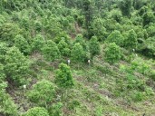 Empresa radicada en Misiones, la primera en Argentina en certificar manejo sostenible de bosques nativos