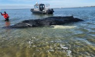 Suffering whale euthanized after being found on sandbar off Jersey Shore