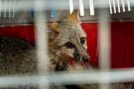 Rescata Ecología de Meoqui a Zorro Gris