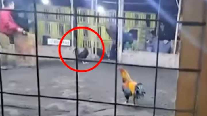 Hombre muere tras ser atacado por su propio gallo de pelea en Barranca (VIDEO)