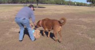 Zipline launches drone delivery in Burleson with special drop for shelter pets