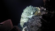 The Longest Living Animals On Earth Have Been Alive For 2,300 Years