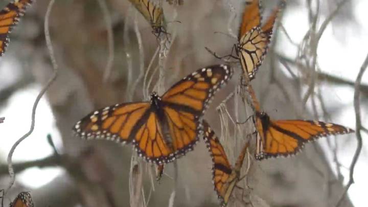 Llegan Mariposas Monarcas a Saltillo; arriban primeros ejemplares a la región