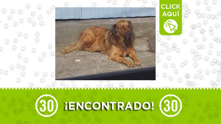 ¿Lo reconoces? Este perrito fue encontrado deambulando en El Popular