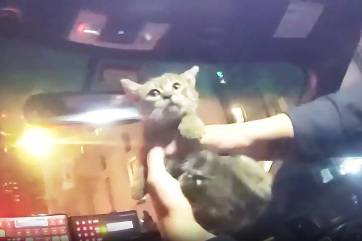 Kitten Rescued from Under a Food Truck Is Adopted By Official On Scene