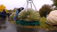 Conoce a "Klementyna" la calabaza más pesada de Polonia con 546 kg