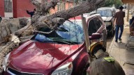 Cae árbol sobre dos autos en la colonia Altavista