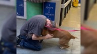 California Dog Waits 750 Days In Shelter Until Her Dad Returns After Cancer Battle