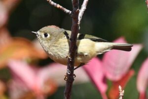 Warblers stop by during their migration