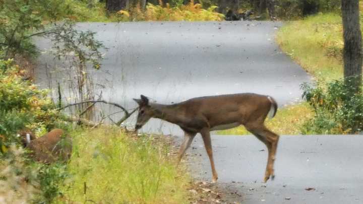 Pennsylvania deer collision risk is peaking: What to do if you hit 1