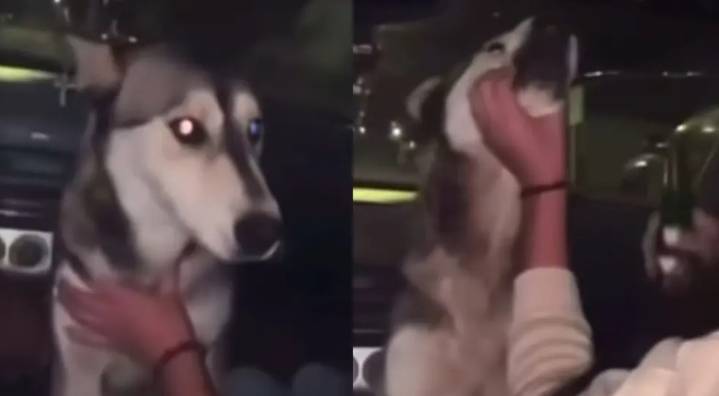 Llama alcalde a tratar a los animales con respeto