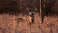 DNR: Get Ready for Deer Firearms Season with New DNR License System