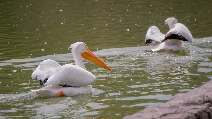 Espectáculo de aves migratorias recibe la región Zamora de otoño a primavera