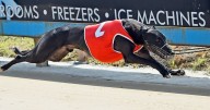 NSW greyhound track closures include Maitland
