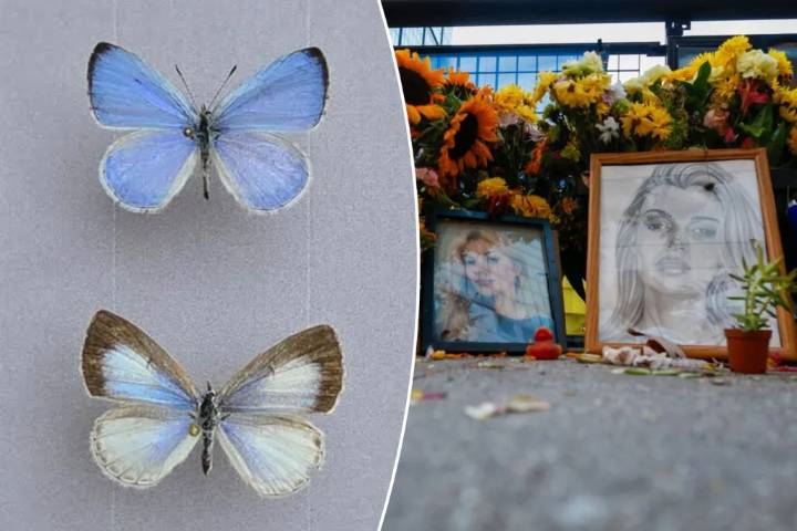 Butterfly species named after North Carolina stabbing victim Iryna Zarutska